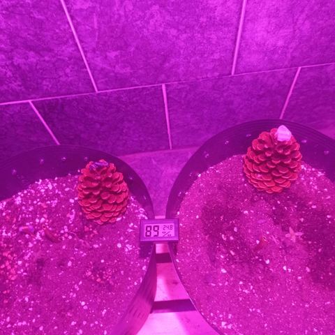 Afrodite  growlog photo: Por aqui tudo ok, substrato parcialmente seco, 
Umidade alta e temperatura estável.