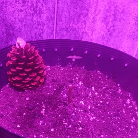 Afrodite  growlog timeline photo