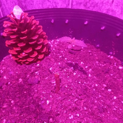 Afrodite  growlog photo: Simplesmente Afrodite.