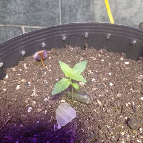 Afrodite  growlog timeline photo