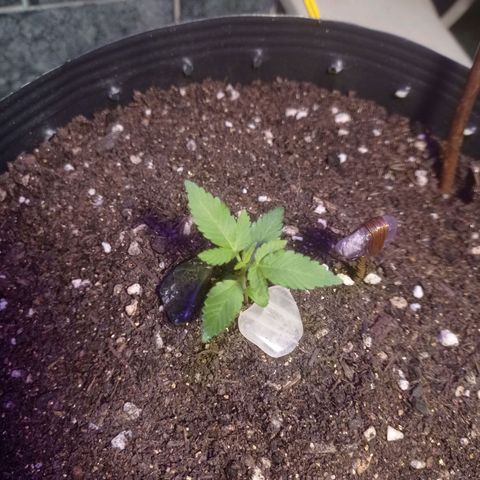 Afrodite  growlog timeline photo