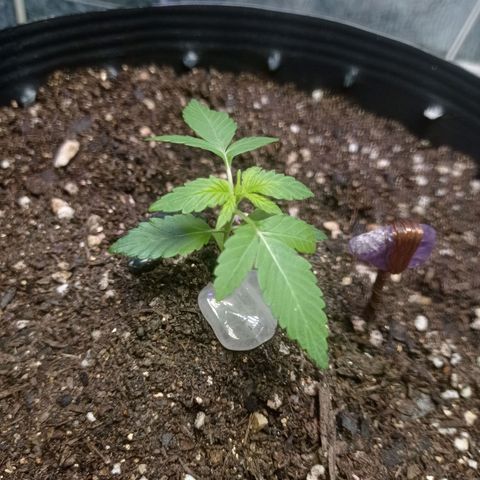Afrodite  growlog timeline photo