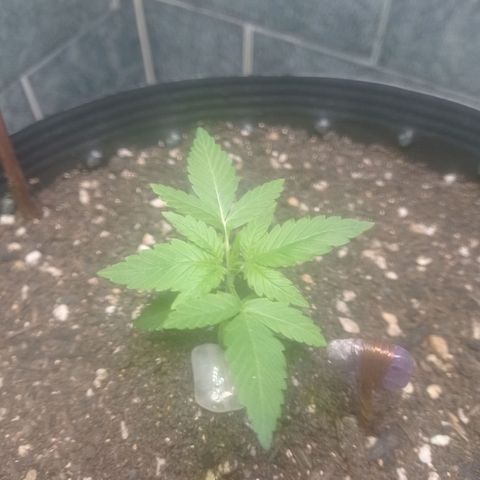 Afrodite  growlog timeline photo