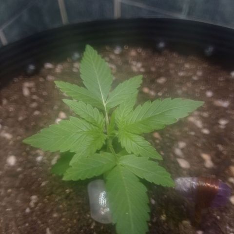 Afrodite  growlog timeline photo