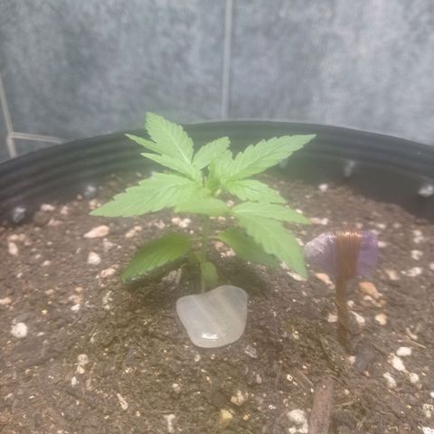 Afrodite  growlog timeline photo