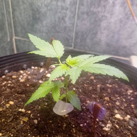 Afrodite  growlog timeline photo