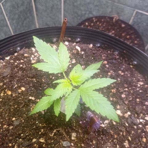 Afrodite  growlog timeline photo