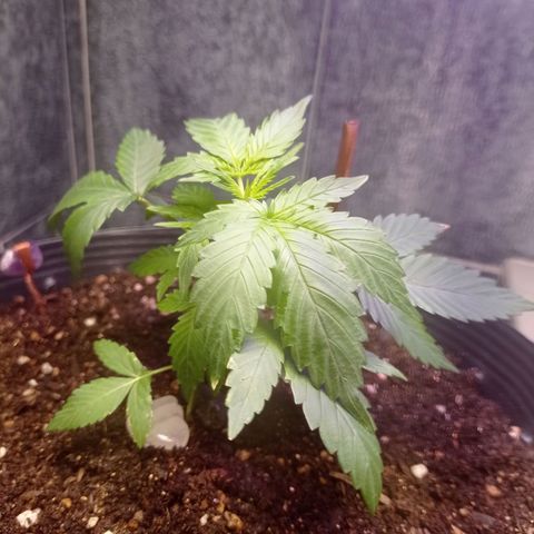 Afrodite  growlog timeline photo