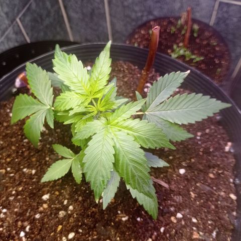 Afrodite  growlog timeline photo