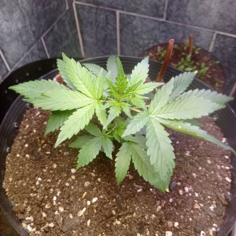 Afrodite  growlog timeline photo