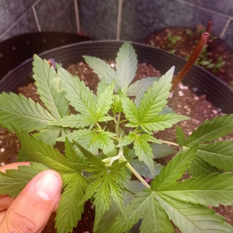 Afrodite  growlog timeline photo