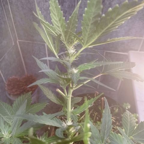 Afrodite  growlog timeline photo