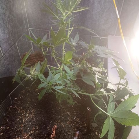 Afrodite  growlog timeline photo