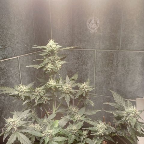 Afrodite  growlog timeline photo