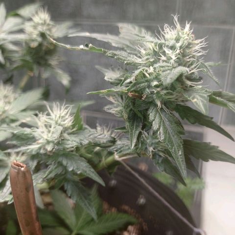 Afrodite  growlog timeline photo