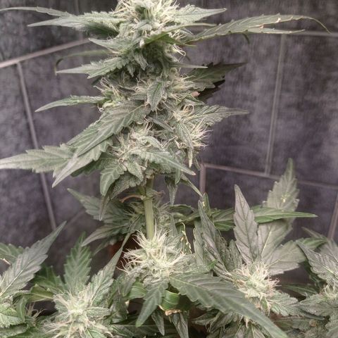 Afrodite  growlog timeline photo