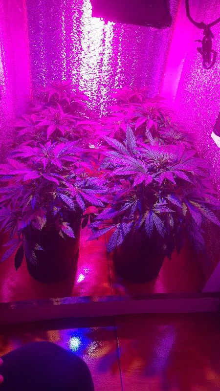 Avatar von strongweed