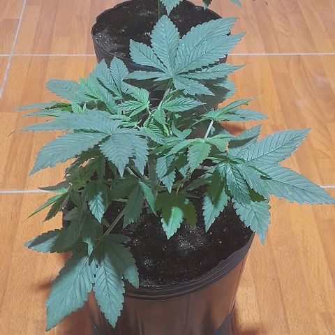 Cultivo de royal haze &ak 47 mix growlog timeline photo
