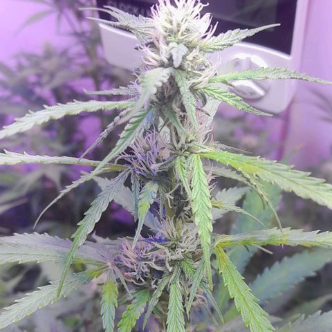 Cultivo de royal haze &ak 47 mix growlog photo: Se ven que la fertilizacion justa es lo adecuado para un lindo crecimiento óptimo 