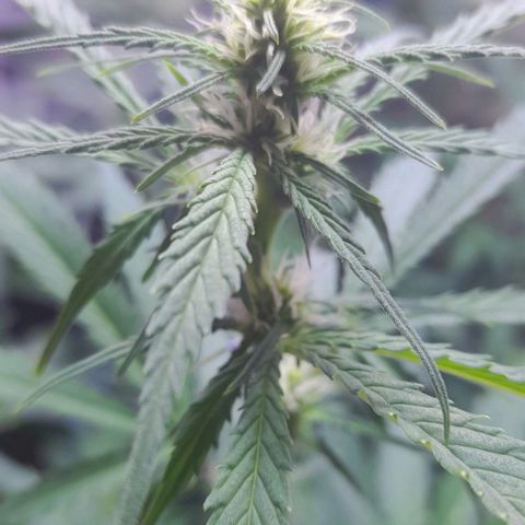 Cultivo de royal haze &ak 47 mix growlog photo: Se ven que la fertilizacion justa es lo adecuado para un lindo crecimiento óptimo 