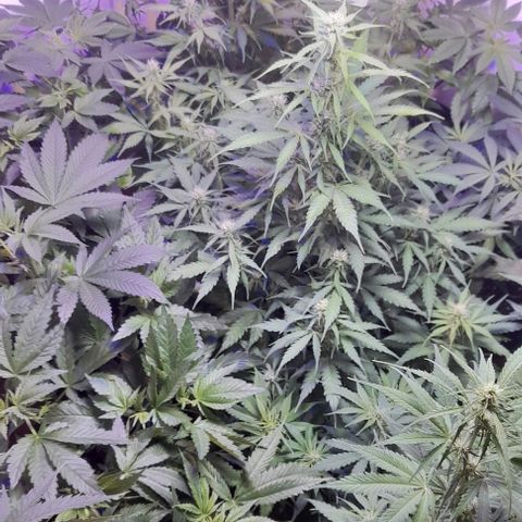 Cultivo de royal haze &ak 47 mix growlog photo: Se ven que la fertilizacion justa es lo adecuado para un lindo crecimiento óptimo 