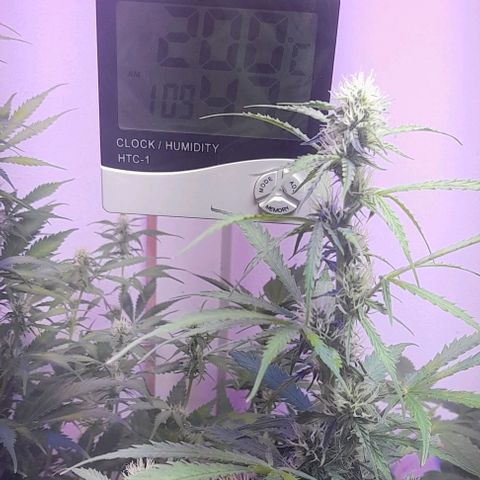 Cultivo de royal haze &ak 47 mix growlog photo: Se ven que la fertilizacion justa es lo adecuado para un lindo crecimiento óptimo 