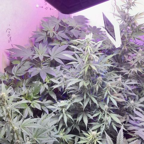 Cultivo de royal haze &ak 47 mix growlog photo: Se ven que la fertilizacion justa es lo adecuado para un lindo crecimiento óptimo 