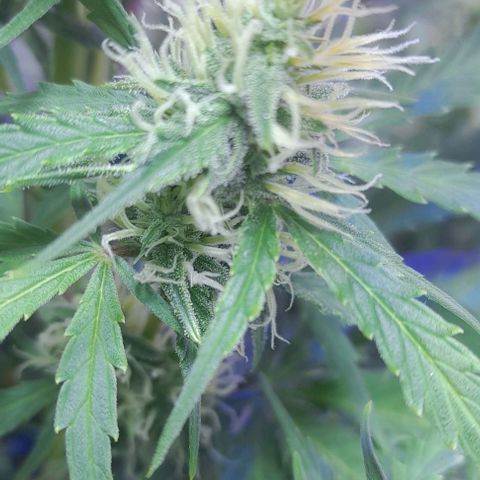 Cultivo de royal haze &ak 47 mix growlog photo: Algunas de mix