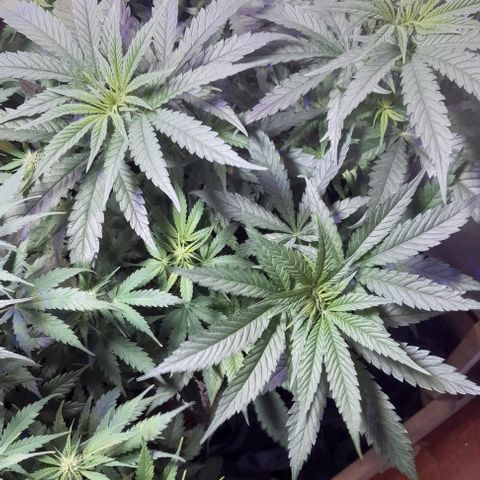 Cultivo de royal haze &ak 47 mix growlog photo: Algunas de mix