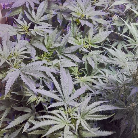 Cultivo de royal haze &ak 47 mix growlog photo: Algunas de mix