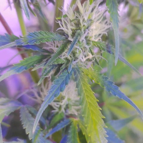 Cultivo de royal haze &ak 47 mix growlog photo: Algunas de mix