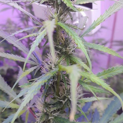 Cultivo de royal haze &ak 47 mix growlog photo: Algunas de mix