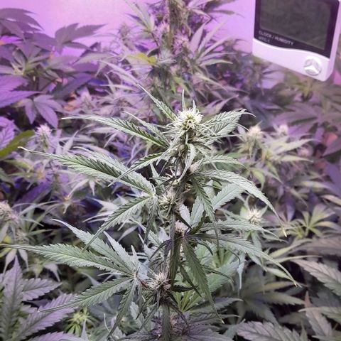 Cultivo de royal haze &ak 47 mix growlog photo: Fotos de seguimeientos con 22.4 °