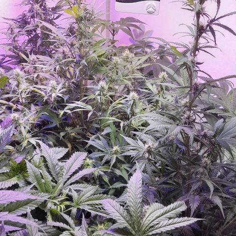 Cultivo de royal haze &ak 47 mix growlog photo: Fotos de seguimeientos con 22.4 °