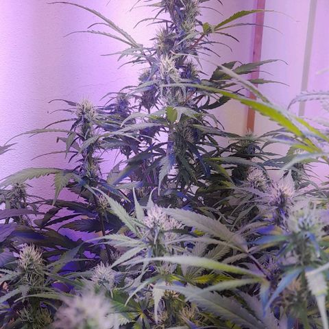 Cultivo de royal haze &ak 47 mix growlog photo: Fotos de seguimeientos con 22.4 °