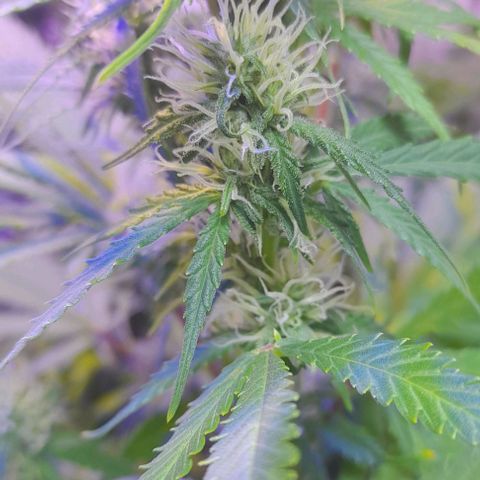 Cultivo de royal haze &ak 47 mix growlog photo: Fotos de seguimeientos con 22.4 °