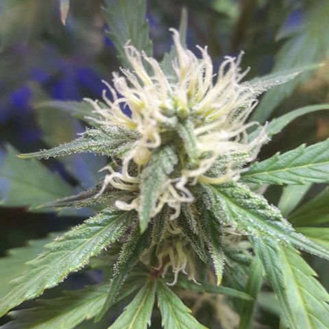 Cultivo de royal haze &ak 47 mix growlog photo: Aun estan hidratadas 