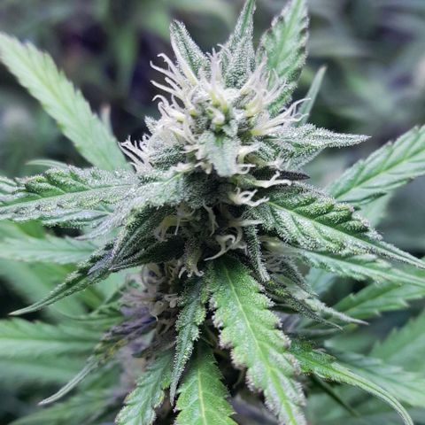 Cultivo de royal haze &ak 47 mix growlog photo: Aun estan hidratadas 