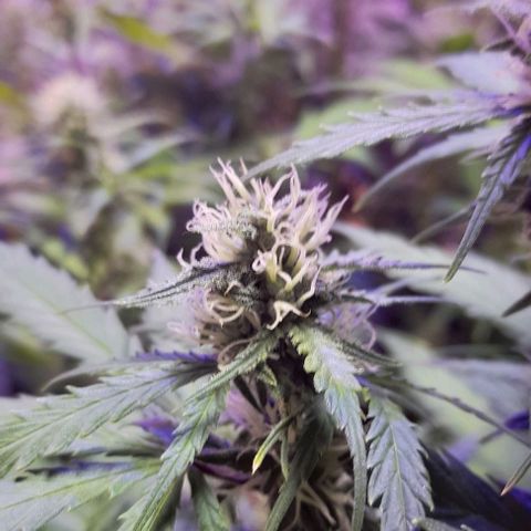 Cultivo de royal haze &ak 47 mix growlog photo: Aun estan hidratadas 