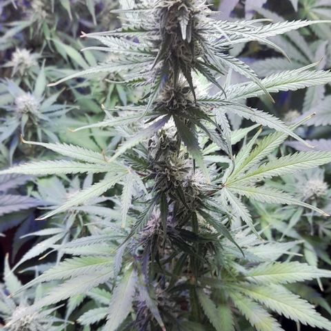 Cultivo de royal haze &ak 47 mix growlog photo: Chequeo despues del riego