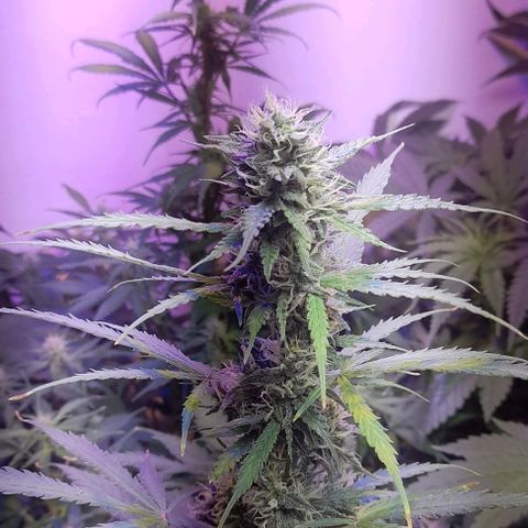 Cultivo de royal haze &ak 47 mix growlog photo: Chequeo despues del riego