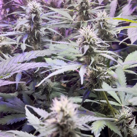 Cultivo de royal haze &ak 47 mix growlog photo: Chequeo despues del riego