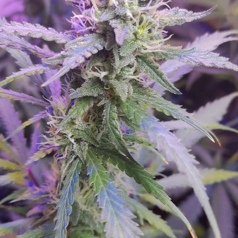 Cultivo de royal haze &ak 47 mix growlog photo: Floreciendo a pleno las automaticas estan en floracion 12/12 dando espectáculos  de resultados ,se hizo florecer a 12 /12 por motivos de fotoperiodicas listas para cambiar a floracion tambien