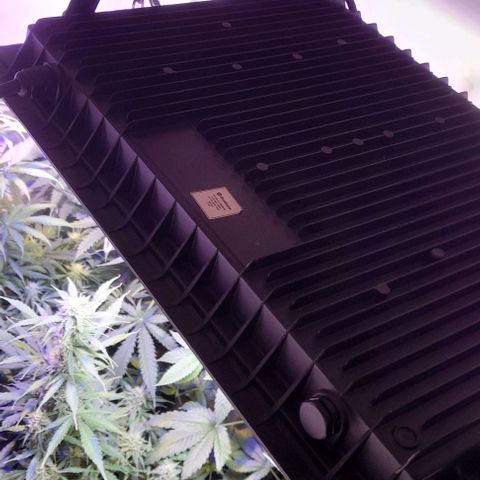 Cultivo de royal haze &ak 47 mix growlog photo: Floreciendo a pleno las automaticas estan en floracion 12/12 dando espectáculos  de resultados ,se hizo florecer a 12 /12 por motivos de fotoperiodicas listas para cambiar a floracion tambien