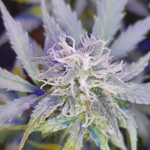 Cultivo de royal haze &ak 47 mix growlog photo: Floreciendo a pleno las automaticas estan en floracion 12/12 dando espectáculos  de resultados ,se hizo florecer a 12 /12 por motivos de fotoperiodicas listas para cambiar a floracion tambien