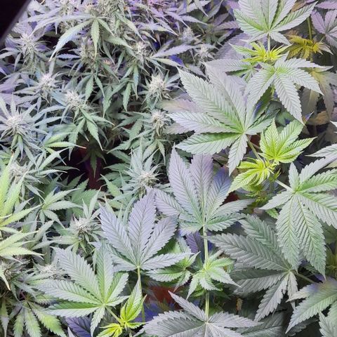 Cultivo de royal haze &ak 47 mix growlog photo: Floreciendo a pleno las automaticas estan en floracion 12/12 dando espectáculos  de resultados ,se hizo florecer a 12 /12 por motivos de fotoperiodicas listas para cambiar a floracion tambien