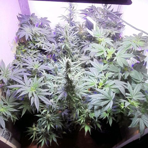 Cultivo de royal haze &ak 47 mix growlog photo: Floreciendo a pleno las automaticas estan en floracion 12/12 dando espectáculos  de resultados ,se hizo florecer a 12 /12 por motivos de fotoperiodicas listas para cambiar a floracion tambien
