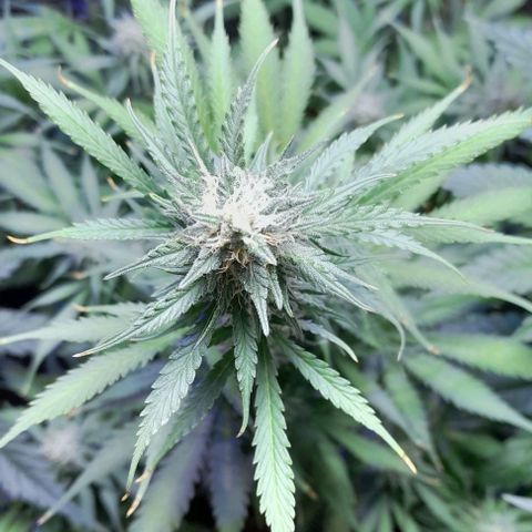 Cultivo de royal haze &ak 47 mix growlog photo: Floreciendo a pleno las automaticas estan en floracion 12/12 dando espectáculos  de resultados ,se hizo florecer a 12 /12 por motivos de fotoperiodicas listas para cambiar a floracion tambien