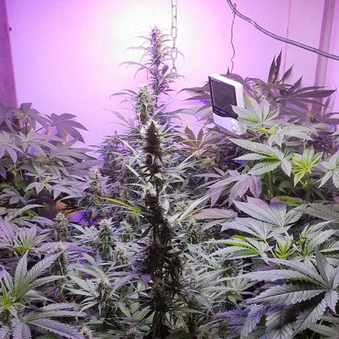 Cultivo de royal haze &ak 47 mix growlog photo: Floreciendo a pleno las automaticas estan en floracion 12/12 dando espectáculos  de resultados ,se hizo florecer a 12 /12 por motivos de fotoperiodicas listas para cambiar a floracion tambien