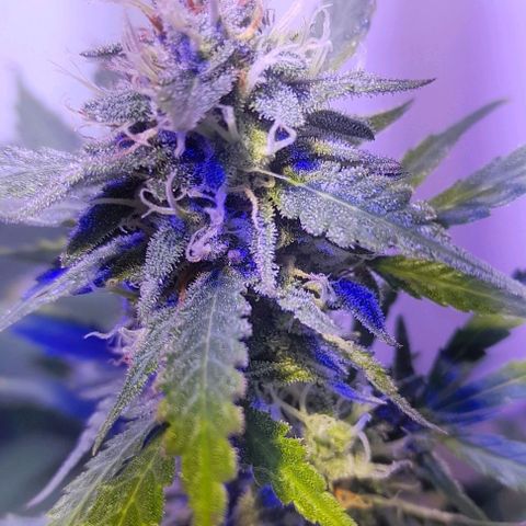Cultivo de royal haze &ak 47 mix growlog photo: Chequeo
